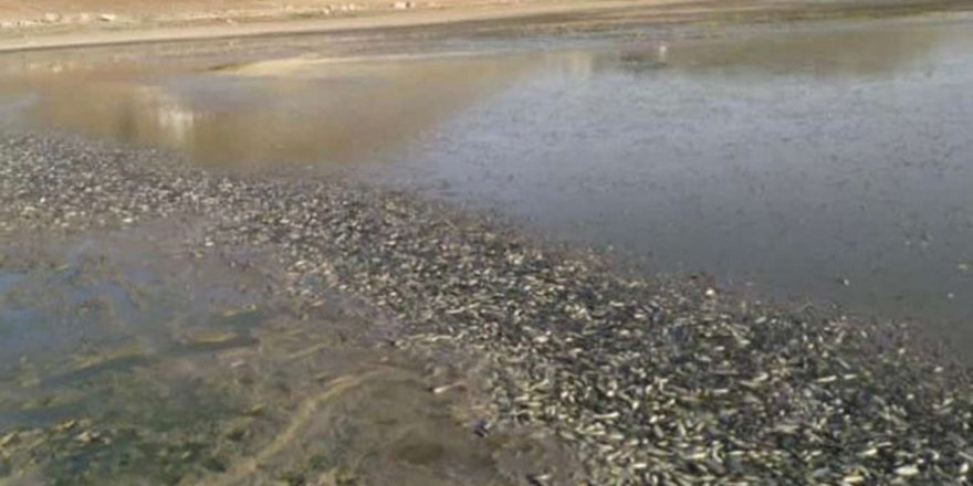 Mardin’de kuraklıktan suyu çekilen göletteki binlerce balık telef oldu