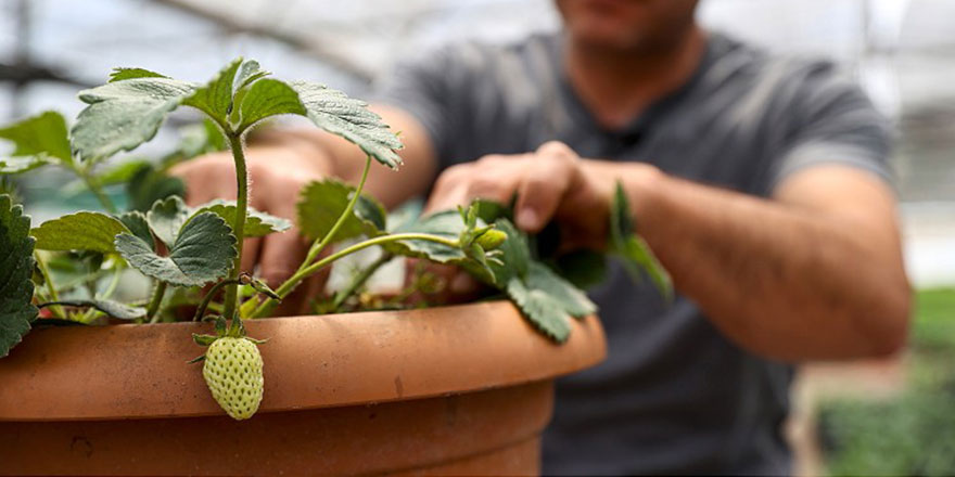 Balkonda sebze yetiştirmeye ilgi arttı