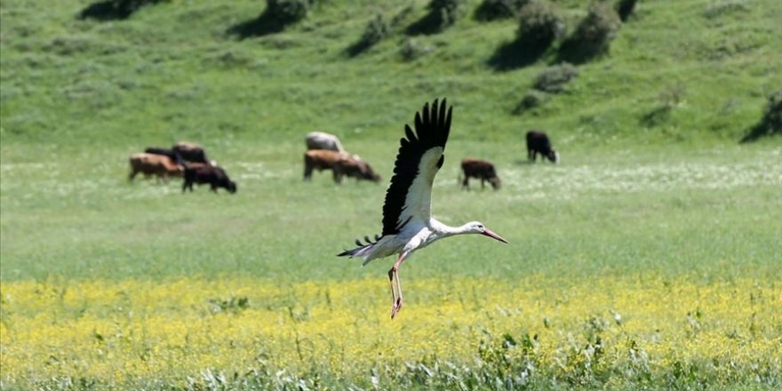 Muş Ovası baharın gelmesiyle göç eden leylekleri ağırlamaya başladı
