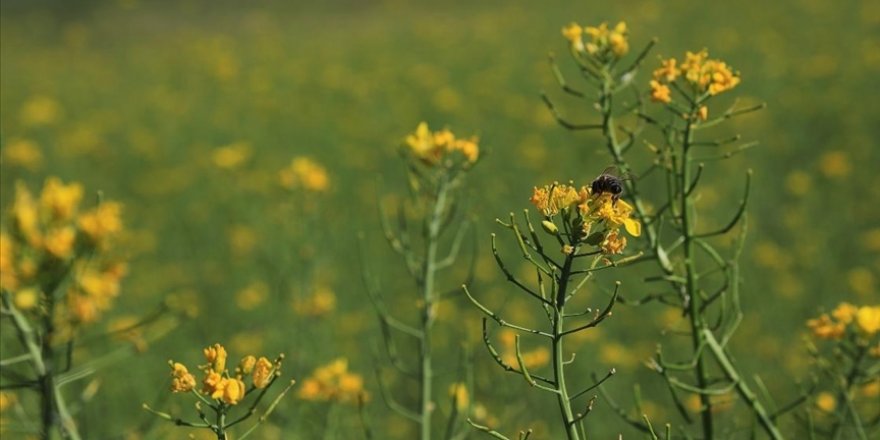 Bingöl Üniversitesi sağlıklı bal için arı merası oluşturdu