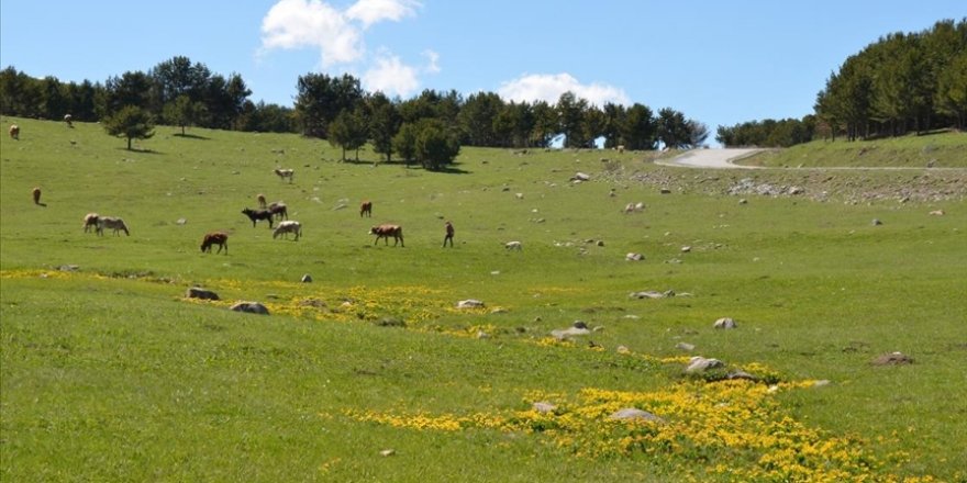 Kars'ta ilkbahar tüm güzellikleriyle yaşanıyor