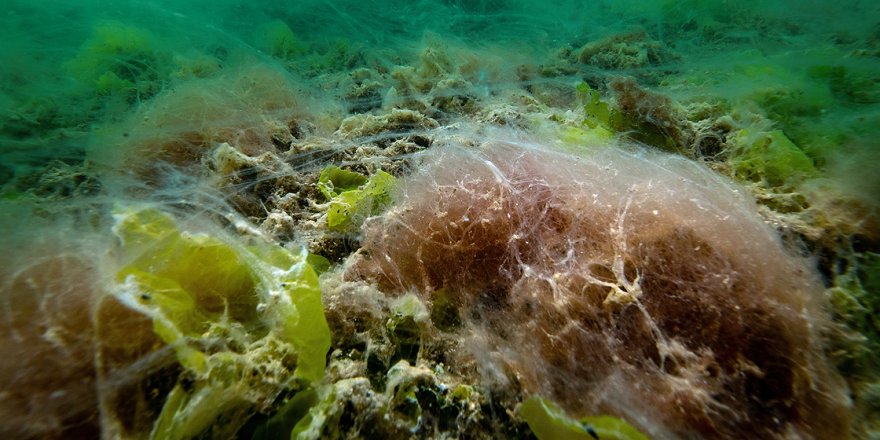Bilim insanları müsilaj oluşumunun Marmara Denizi'ne etkilerini araştırıyor