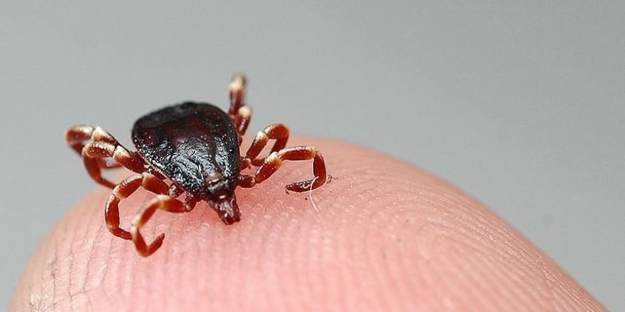 Tam kapanma dönemi sonrası doğaya çıkacaklara KKKA hastalığı uyarısı