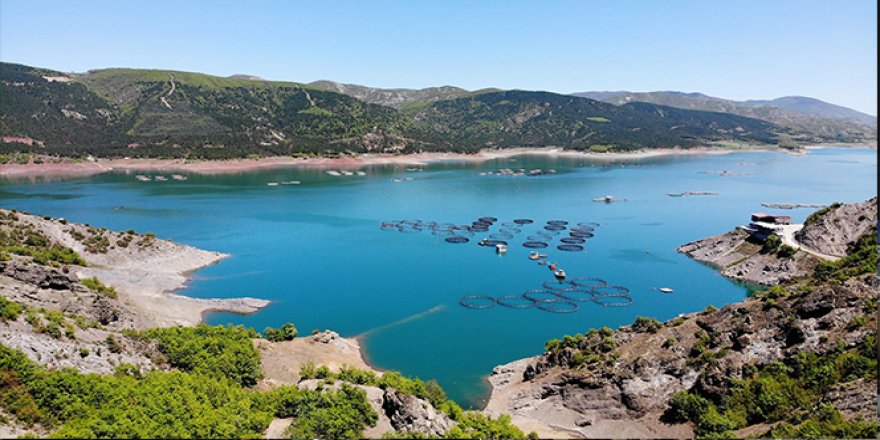 Yılda 5 bin 500 ton üretiliyor, yurt dışına gönderiliyor