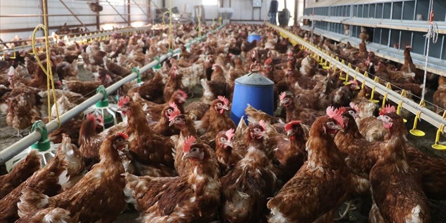 111 yaşındaki Avustralyalı uzun yaşamasını 'tavuk beyni' yemeye bağladı