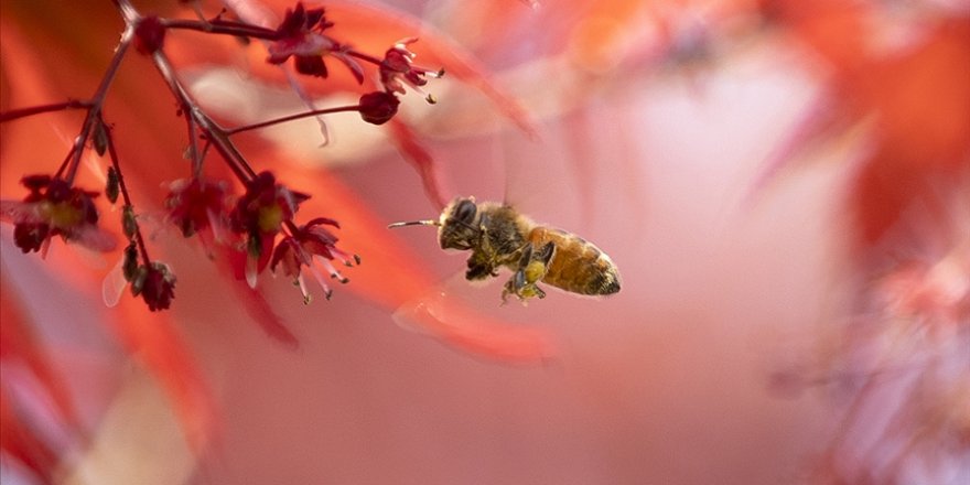 Bilinçsiz zirai ilaç kullanımı Türkiye'de arı kayıplarını artırdı