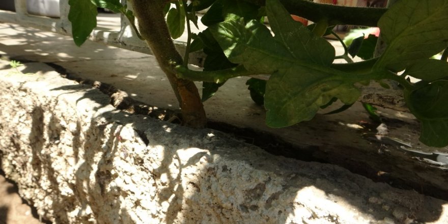 Adana'da 'Bismillah' diyerek betonu delen domates görenleri şaşırtıyor