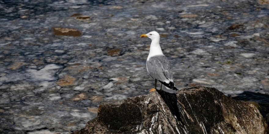 Marmara Denizi’nde balık ağlarının gözleri Müsilaj nedeniyle kapanmış durumda