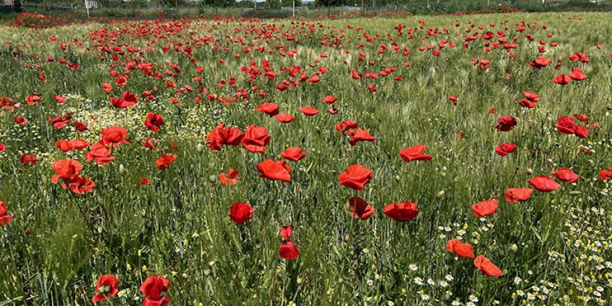 Edirne'de papatyaların sardığı gelincik tarlaları efsunlu güzellikleriyle ilgi görüyor