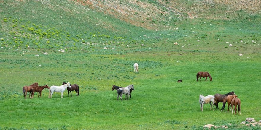 Mercan ve Munzur dağlarındaki atlar doğa tutkunlarının ilgisini çekiyor