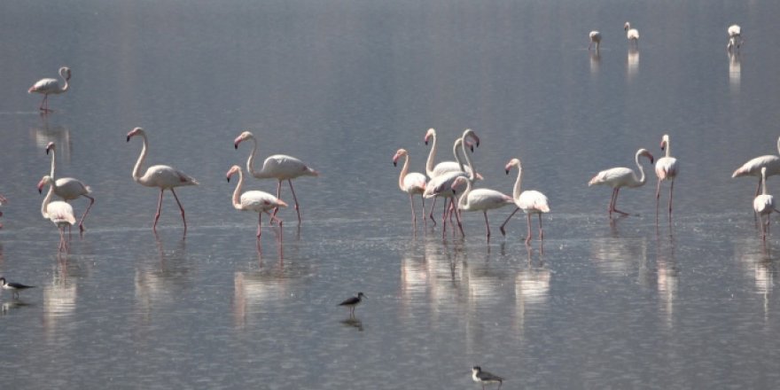 Çardak'ın yerleşik flamingolarından görsel şölen