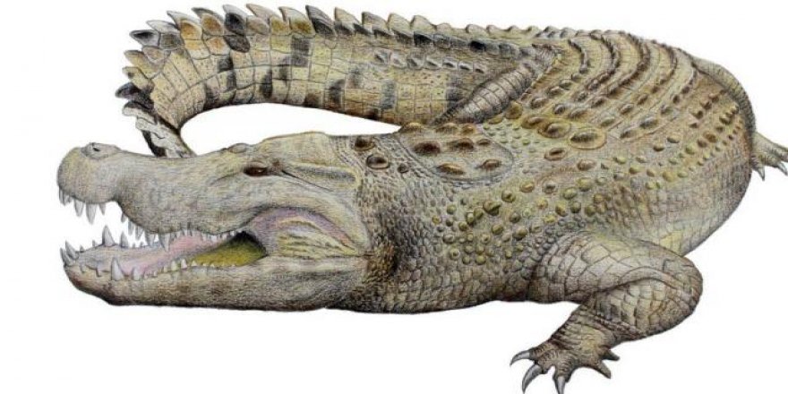 Nesli tükenmiş yeni bir timsah türü keşfedildi