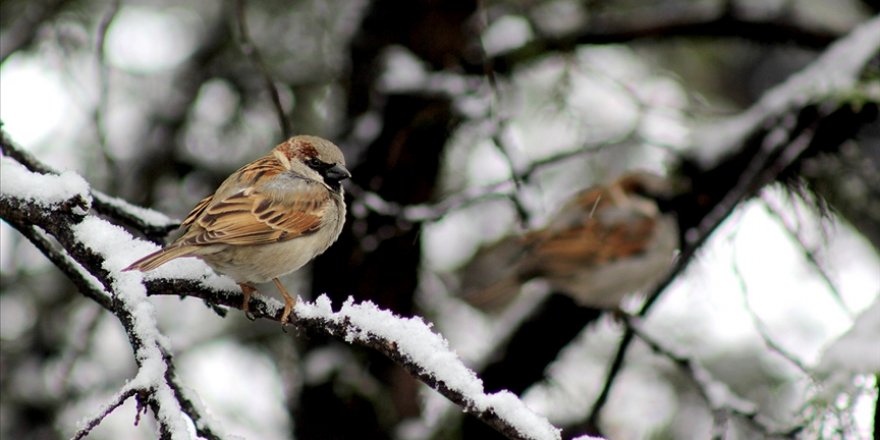 Dünya genelinde yaklaşık 1,6 milyar serçenin bulunduğu tahmin ediliyor