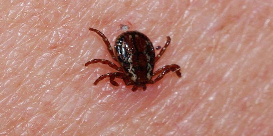 KKKA, enfekte insan ve hayvanların vücut sıvısına temasla da bulaşabiliyor