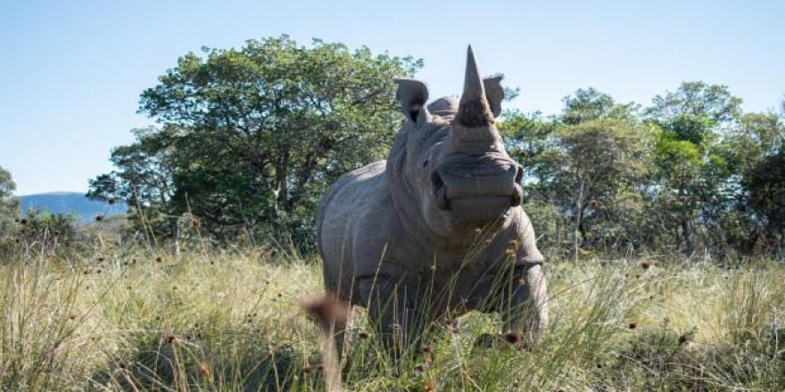 Gergedanlar nükleer bilimle korunacak