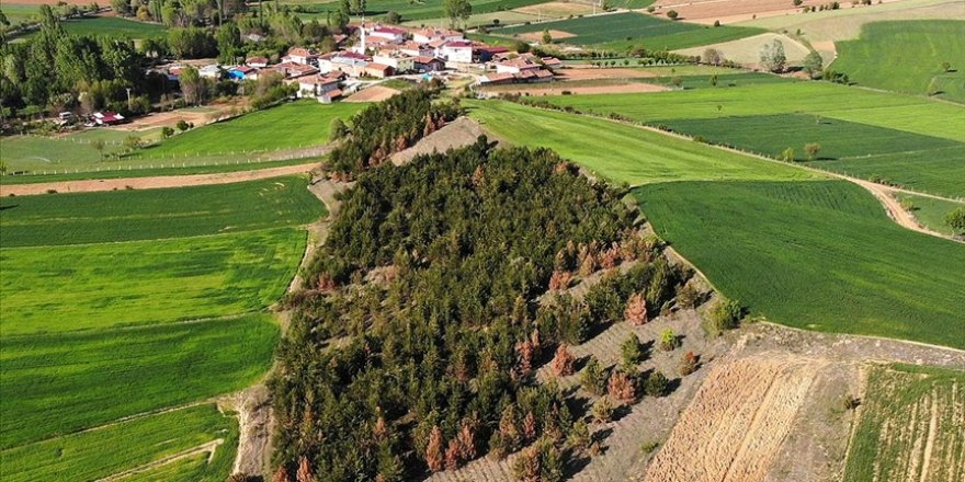 Hayvan otlattıkları boş araziyi 18 yılda ormana dönüştürdüler