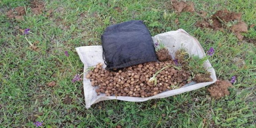 Salep soğanı toplayan 4 kişiye 321 bin 860 lira ceza