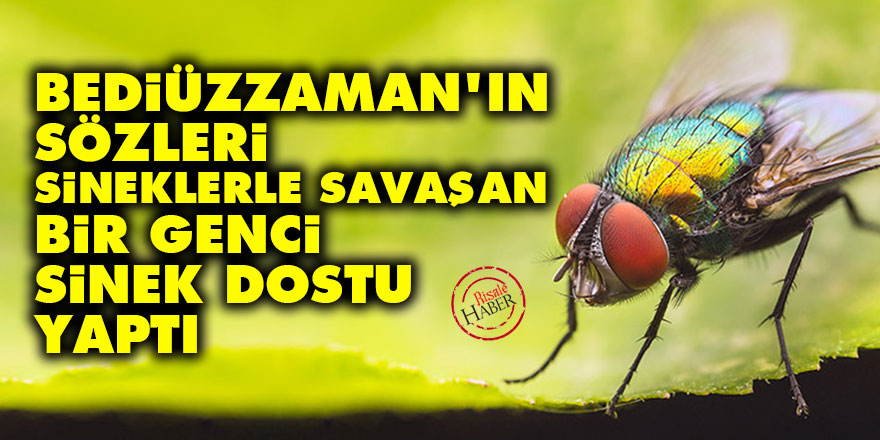 Bediüzzaman'ın sözleri sineklerle savaşan bir genci sinek dostu yaptı