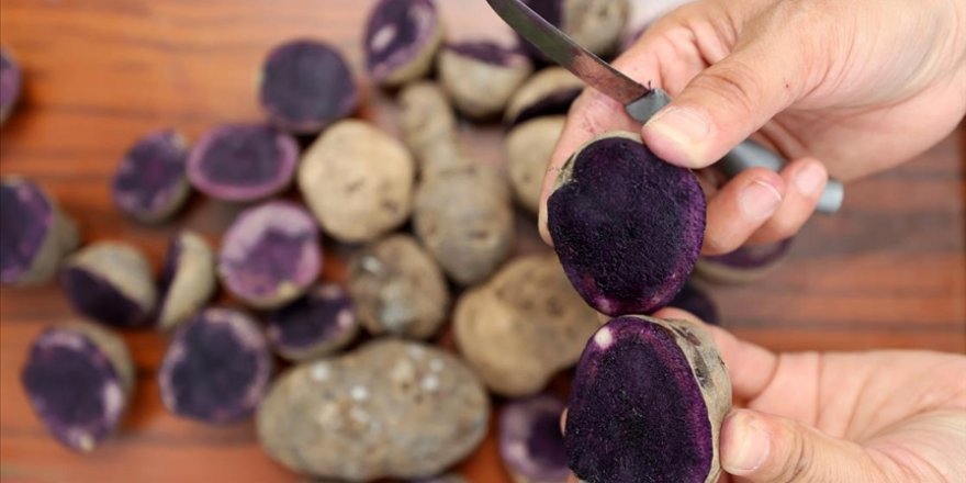 Bursa'nın 130 yıllık tarım lisesinde mor patates üretiminden yüksek verim hedefleniyor