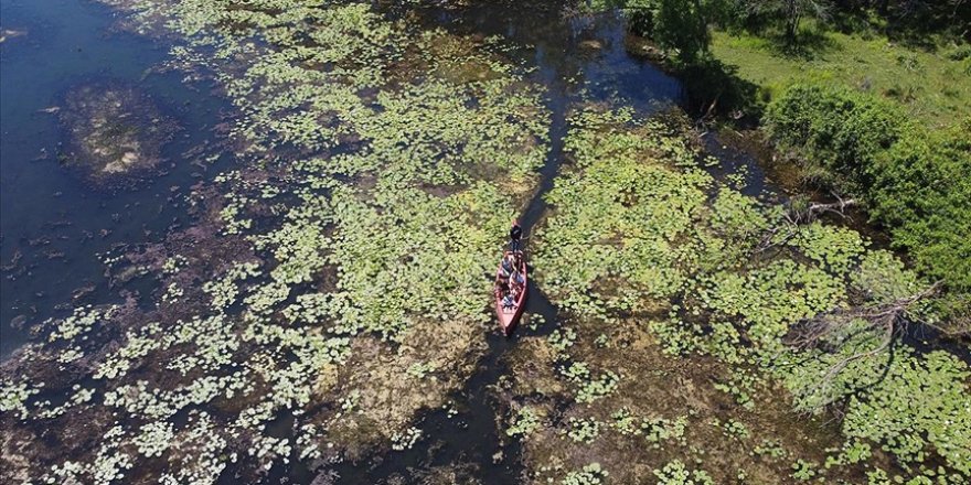 Yeşilin binbir tonunun suya karıştığı güzellik: Karacabey Longozu