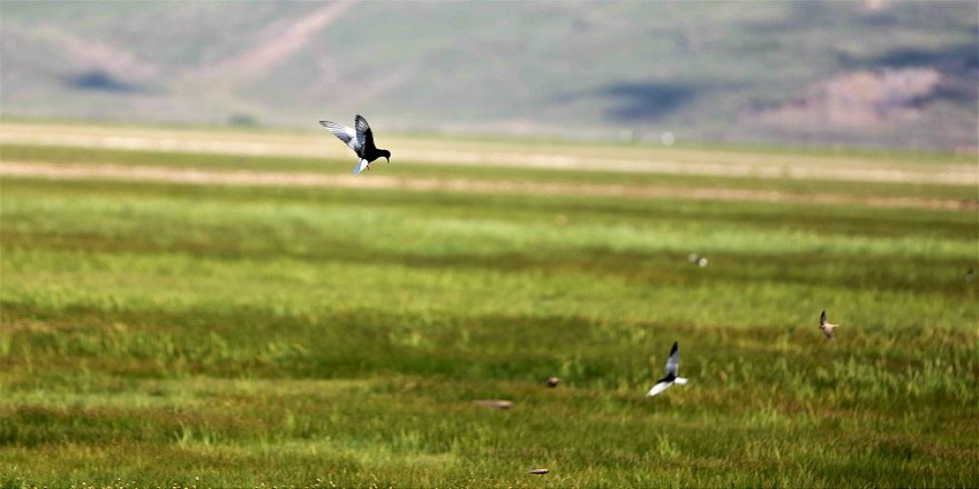 Göçmen kuşların Afrika-Kafkasya yolculuğunun mola noktası: Erzurum Ovası