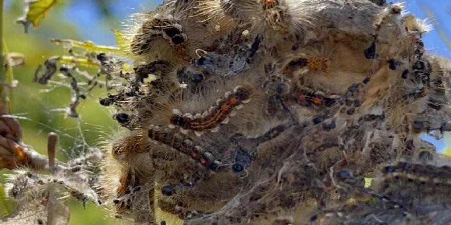 Tırtıllar Bingöl’de ormanlık alanları istila etti