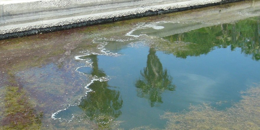 Dünyaca ünlü turizm merkezi Titreyengöl can çekişiyor, balıklar ölüyor