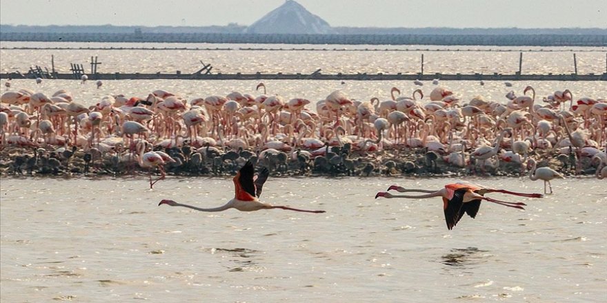 İzmir'deki 'flamingo adası' kuluçkaya yatan binlerce allı turnaya kucak açtı