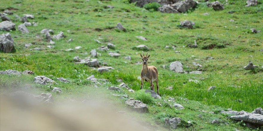 Koruma altındaki yaban keçileri Tunceli dağlarına güzellik katıyor