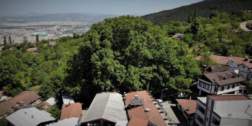 Dünyaca ünlü ulu çınar doğal güzelliğine kavuştu