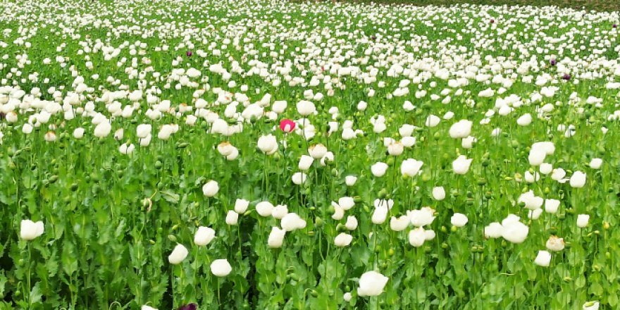 Afyonkarahisar'ın haşhaş tarlaları beyaz gelinliğine büründü