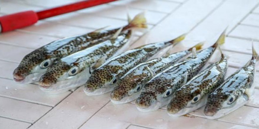 ‘Balon balığı temasla zehirlemez’