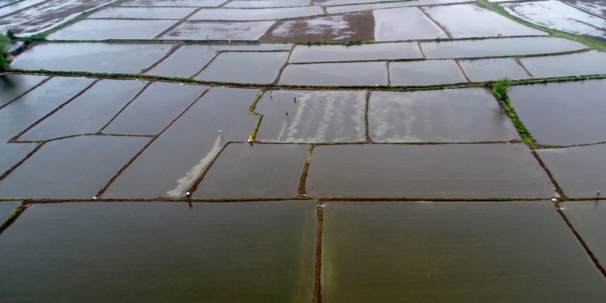 Konuralp pirincinin tarladan sofraya uzanan yolculuğu başladı