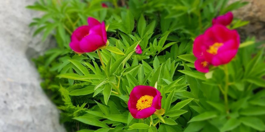 "Ayı gülü" çiçeğini koparmanın cezası 80 bin 465 lira