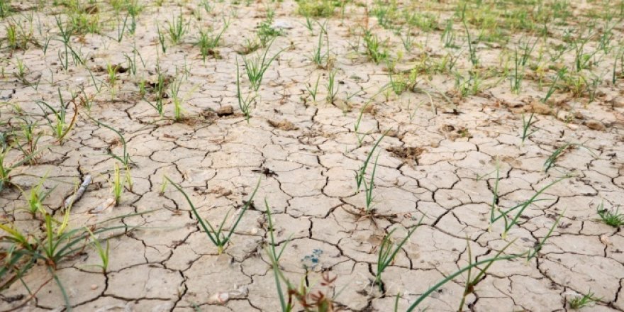 Erzincan'da son 40 yılın en kurak yılı yaşanıyor