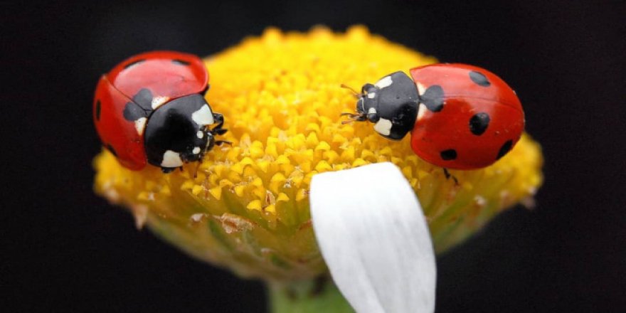 Uğur böceklerinden görsel şölen