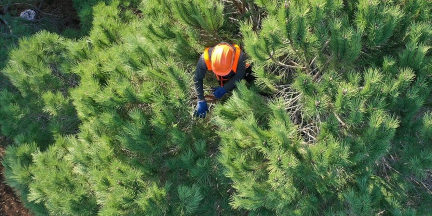 Orman Genel Müdürlüğü 2 bin 83 işçi alımı yapacak