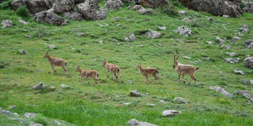 Yaban hayatının Doğu Anadolu'daki evi: Munzur Vadisi Milli Parkı