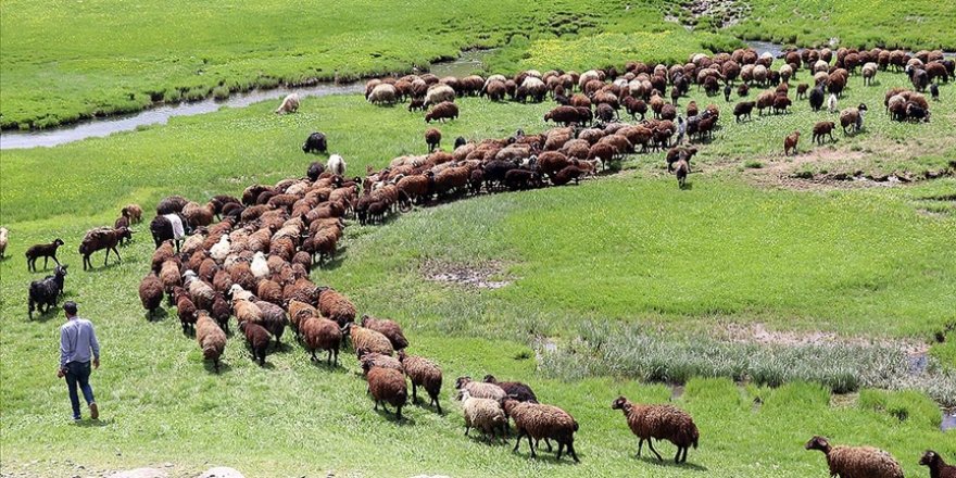 Ağrı'daki Sinek Yaylası göçerlerin sürüleriyle şenlendi