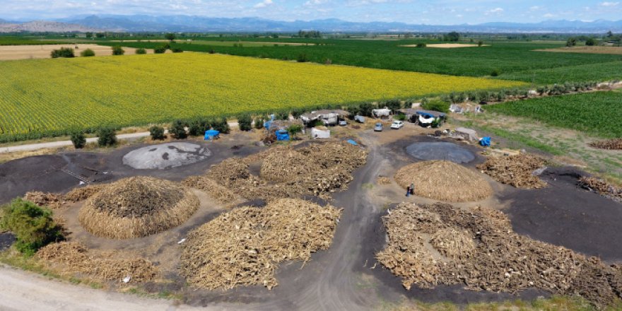Portakal ağaçlarının kömür yolculuğu başladı