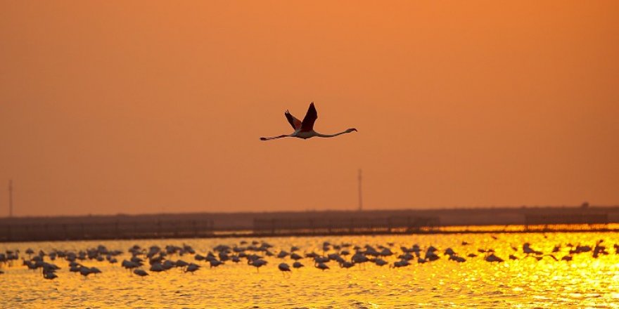 İzmir Kuş Cenneti gün batımında flamingolarla ayrı güzelliğe bürünüyor