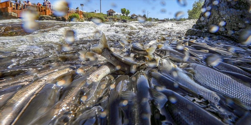 Koruma çalışmaları Van Gölü'ndeki inci kefali popülasyonunu artırdı