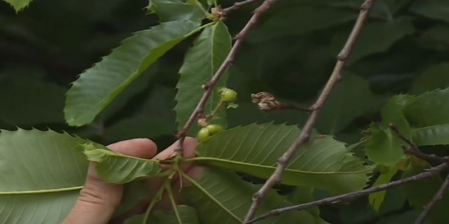 Kestanede verimi düşüren gal arıları ile biyolojik mücadele başlatıldı