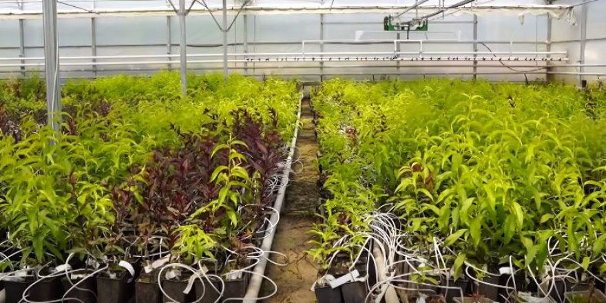 Modern seralarda topraksız tarım yöntemiyle fidan üretiliyor