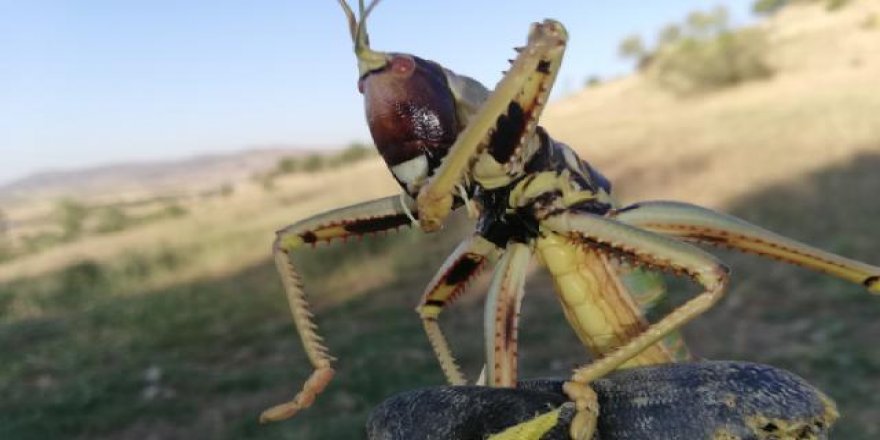Batman'da 20 santimetre uzunluğunda etçil çekirgeye rastlandı