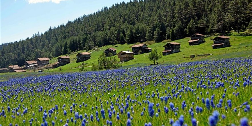 Baharın tüm güzelliklerini sergileyen Kastamonu yaylaları ziyaretçilerini bekliyor