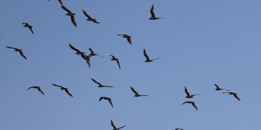Reyhanlı Barajı'nda 194 kuş türü gözlemlendi