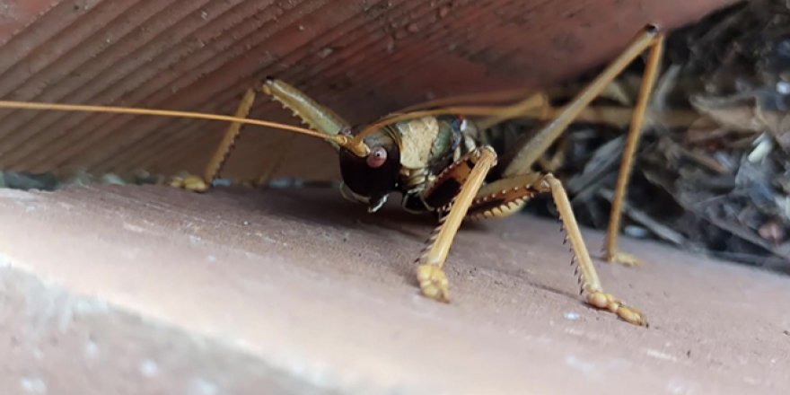 Dev çekirge görenleri hayretler içinde bıraktı