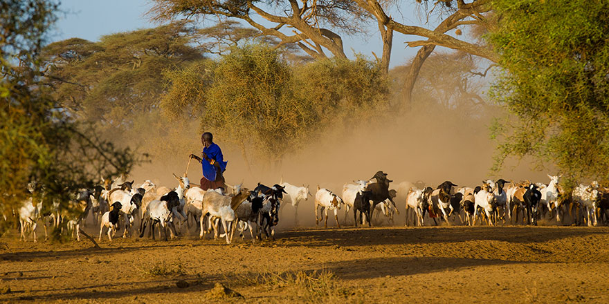 Kardeş Eli Derneği 2021 kurban bağışı fiyatlarını 595 TL olarak açıkladı