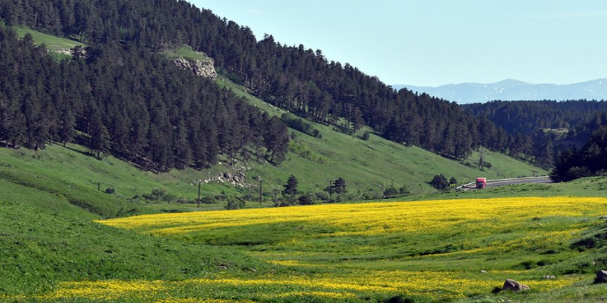 Keklik Vadisi rengarenk açan çiçekleriyle doğa ve fotoğraf tutkunlarını ağırlıyor